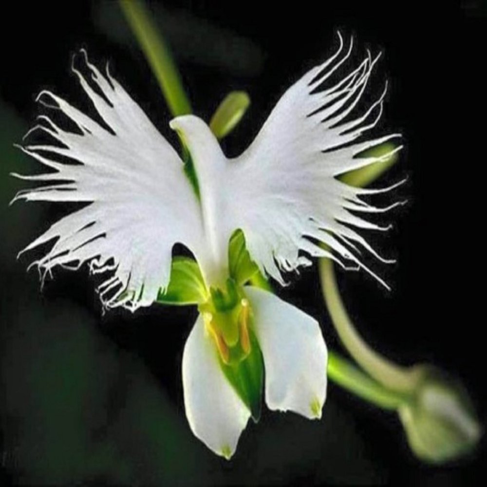 Enjoy a rare flower this hour